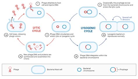 history of pseudomonas aeruginosa.